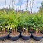 Palma konopná (Trachycarpus fortunei) - výška kmeňa 15-25 cm, celková výška 60-80 cm - 3-4 palmy v jednom kvetináči, kont. C20L (-17°C) 